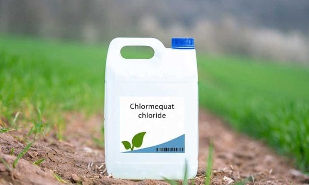 Study detects pesticide chlormequat in most Americans, raises health concerns