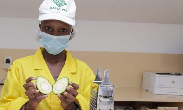 Kakuzi to provide free avocado maturity testing ahead of new export season