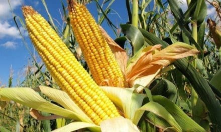 U.S. Grains Council organizes global corn quality seminar in Malta
