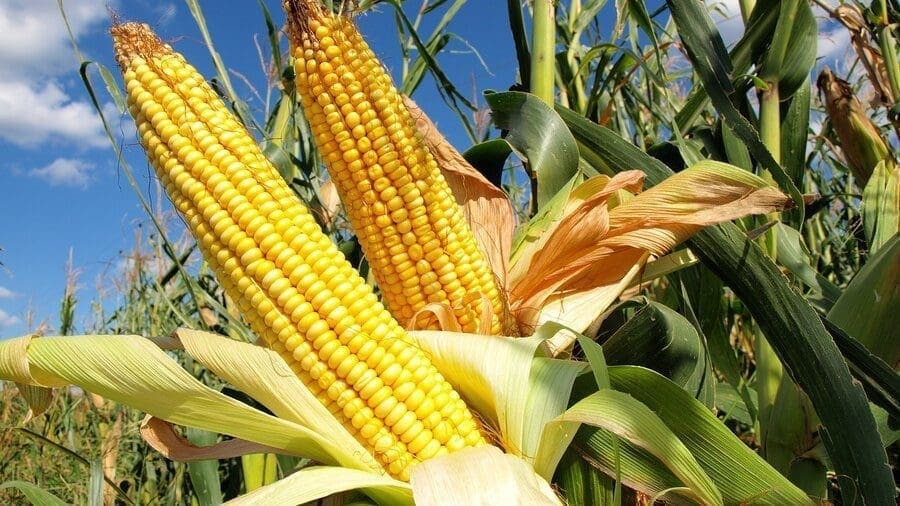 U.S. Grains Council organizes global corn quality seminar in Malta