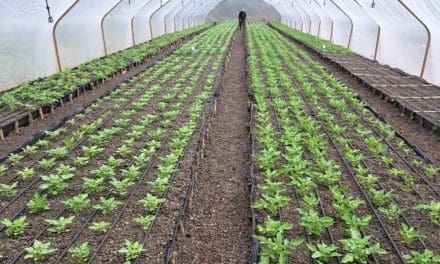 Solynta collaborates with Kenyan potato farmers to sustainably combat late blight