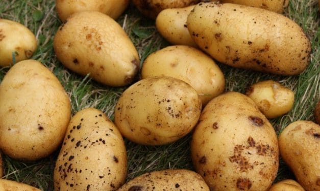 GM potatoes offer solution to declining bee population in Rwanda