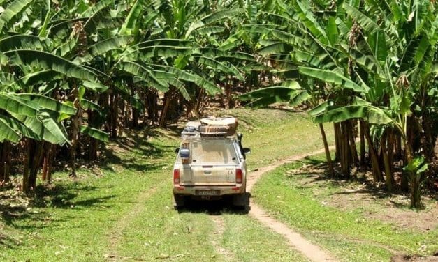 Agricultural biotechnology emerges as key player in preserving Rwanda’s banana varieties