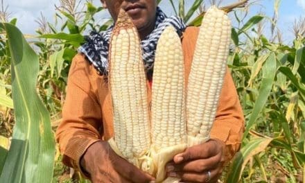 New high yielding, stress tolerant maize variety making breakthrough in Somalia’s agriculture