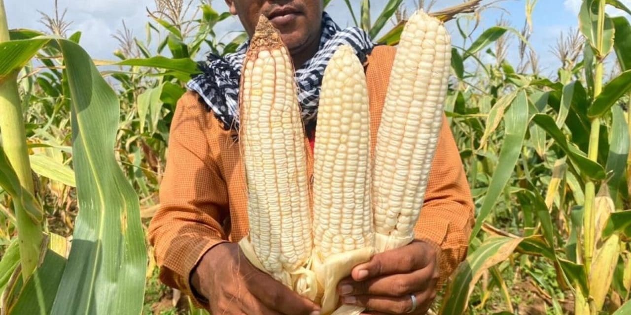 New high yielding, stress tolerant maize variety making breakthrough in Somalia’s agriculture