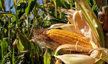 TFMA urges expedited adoption of GAP standards for corn cultivation