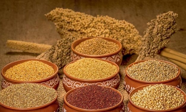 Zimbabwe turns to traditional grains as climate-smart, healthier option