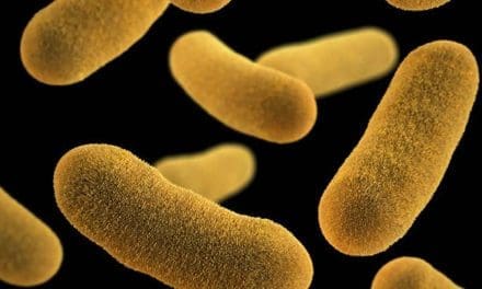 Study reveals underestimated threat of Yersinia enterocolitica in food safety