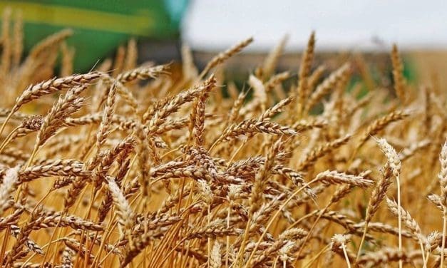 Canada pioneers wheat innovation with US$8.28M investment
