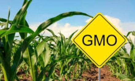 Malawi embarks on GM maize trials to fight pests, hunger