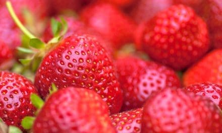 Moroccan strawberries cleared of Hepatitis A contamination