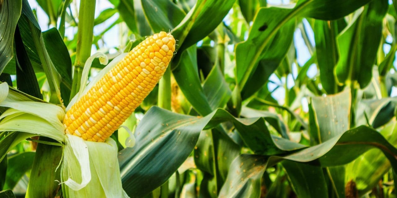 Researchers Uncover Corn Plants Protective Role In Arsenic Contaminated 