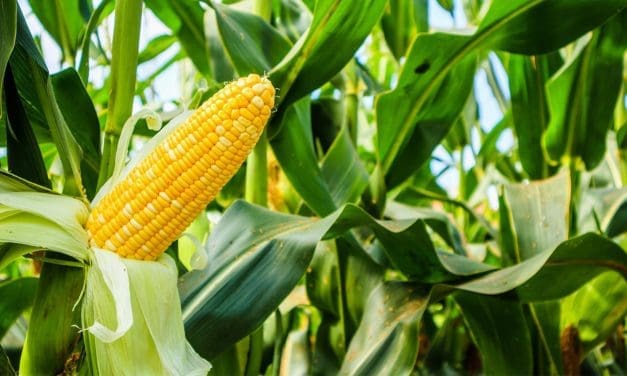 Researchers uncover corn plants protective role in arsenic contaminated soil  