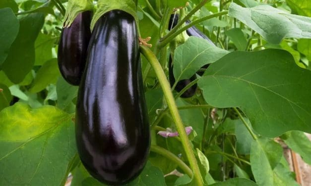 Japanese researchers increase Beta-carotene levels in eggplants
