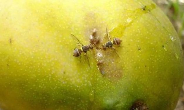 Fruit fly infestation impacts mango exports in West Africa