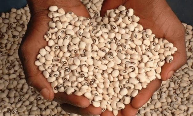 Legacy Crop Improvement Centre introduces gas-free bean variety