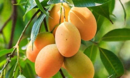 Mango shortage hits Kigali markets as persistent mealy bug pests decimate crops